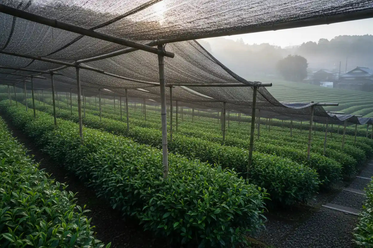 Tea plantation under traditional shading nets at sunrise, shadow cultivation method used to grow KAIA Origin premium matcha leaves