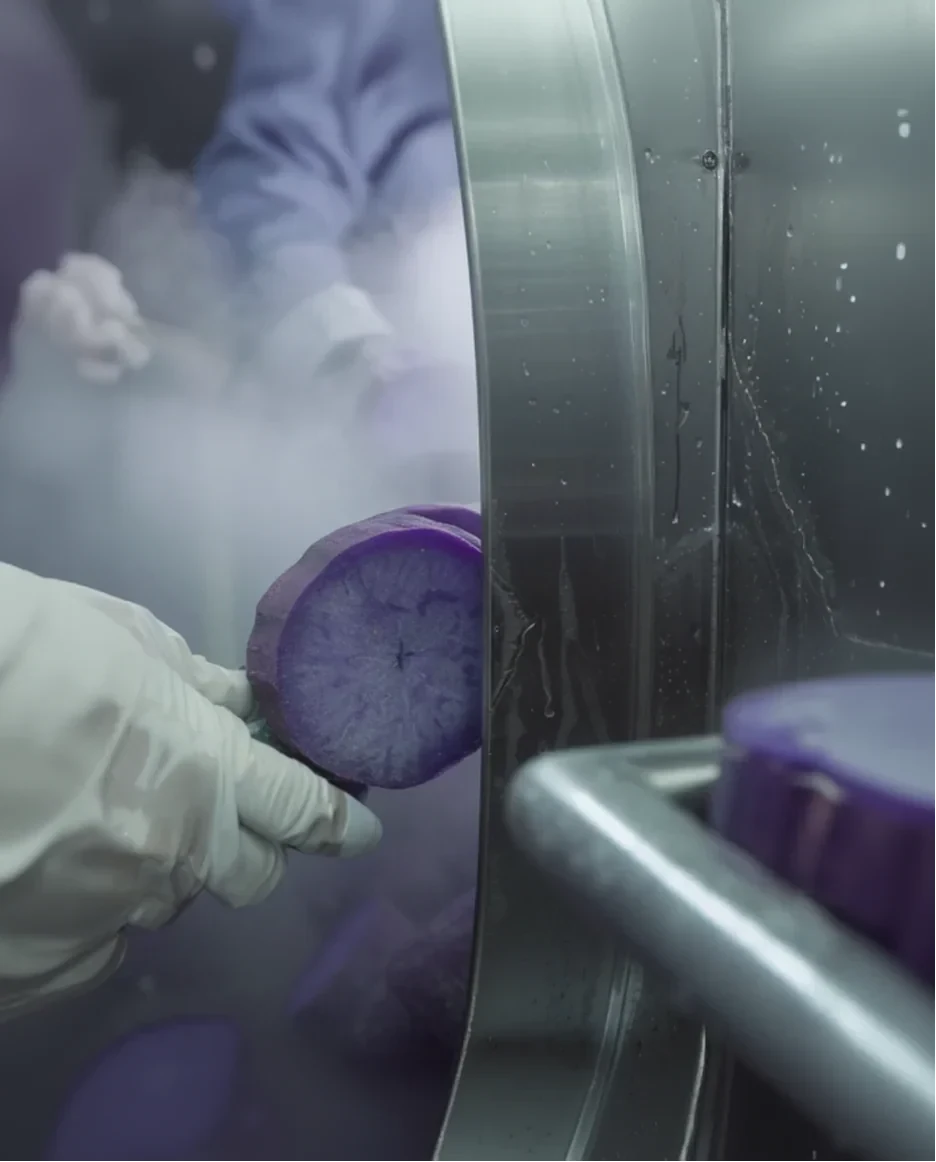 Purple ube yam slice being placed in a freeze-drying chamber, KAIA Origin low-temperature process preserving nutrients and natural color